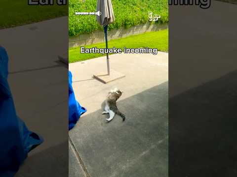 Un tremblement de terre gâche le bain de soleil d'un chat