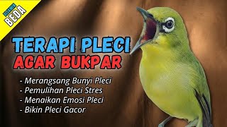 Download lagu Semua Pleci Pasti Langsung Ikut Bunyi Ngalas - Terapi Pleci Agar Buka Paruh mp3 Download lagu Semua Pleci Pasti Langsung Ikut Bunyi Ngalas - Terapi Pleci Agar Buka Paruh mp3