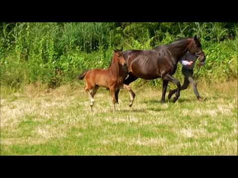 Stutfohlen von Secret