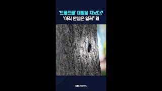 '드글드글' 대발생 지났다? #shorts