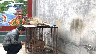 万物皆有灵，毛孩子在狗肉车被吓得跪地求饶，这一幕真让人心疼 video