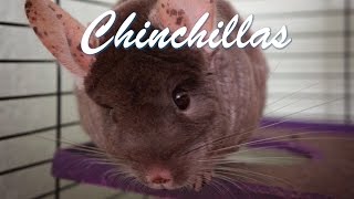 Chinchilla Care - Requested