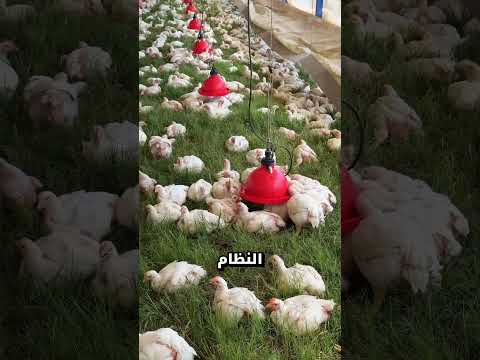 هذه الطريقة العبقرية لتربية الدجاج ستدهشك! 🐔