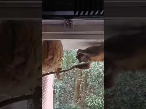 アースズメバチと戦うか、それとも場所を移しますか? 自然と動物