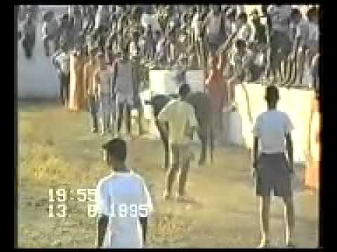 VACAS. AGOSTO 1995 EN CHELES.