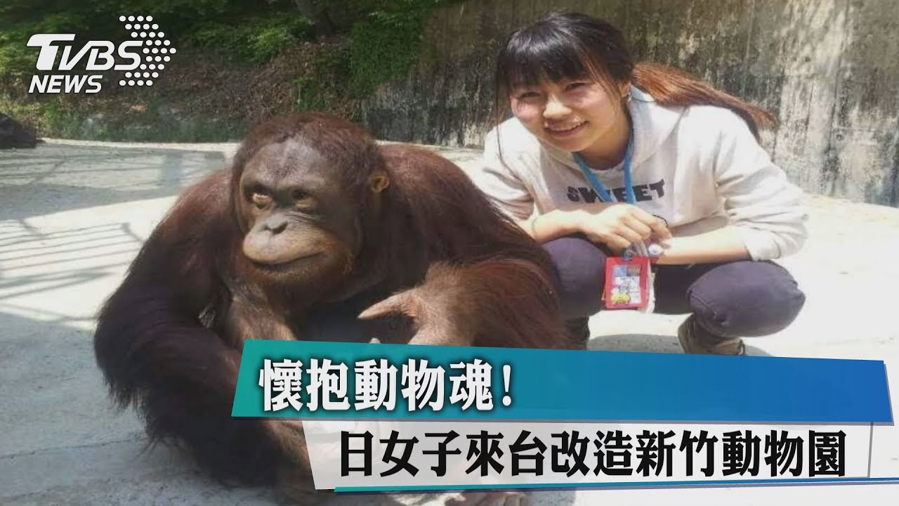 懷抱動物魂！日女子來台改造新竹動物園