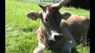 preview picture of video 'Wandern im Ostallgäu  - Von Steingaden zur Wieskirche.wmv'