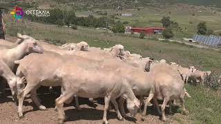 Η ΠΕΡΙΦΕΡΕΙΑ ΘΕΣΣΑΛΙΑΣ ΓΙΑ ΤΗΝ ΕΞΕΛΙΞΗ ΕΠΙΖΩΟΤΙΑΣ ΤΗΣ ΕΥΛΟΓΙΑΣ ΤΩΝ ΠΡΟΒΑΤΩΝ 07 08 2025