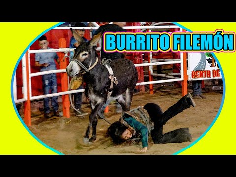 The Crazy Little Burrito