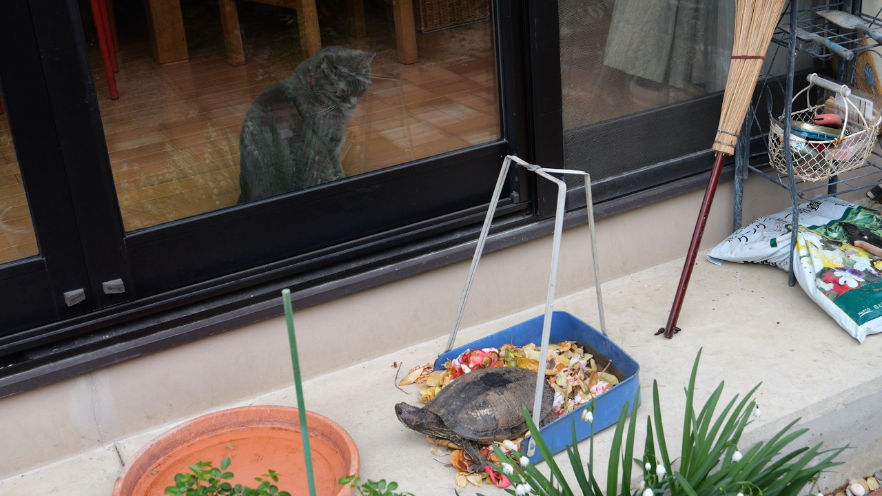 冬眠から目覚めた亀と甘えん坊猫が再会した春の一日｜猫との暮らし