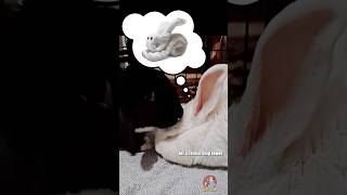 The Old Towel Swap Maneuver 🐇