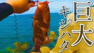 【穴釣り】大物しか釣れない場所で巨大キジハタを釣り上げました。