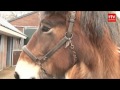 Schier Paarden 19 januari