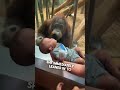 This orangutan wanted to see their baby ❤️