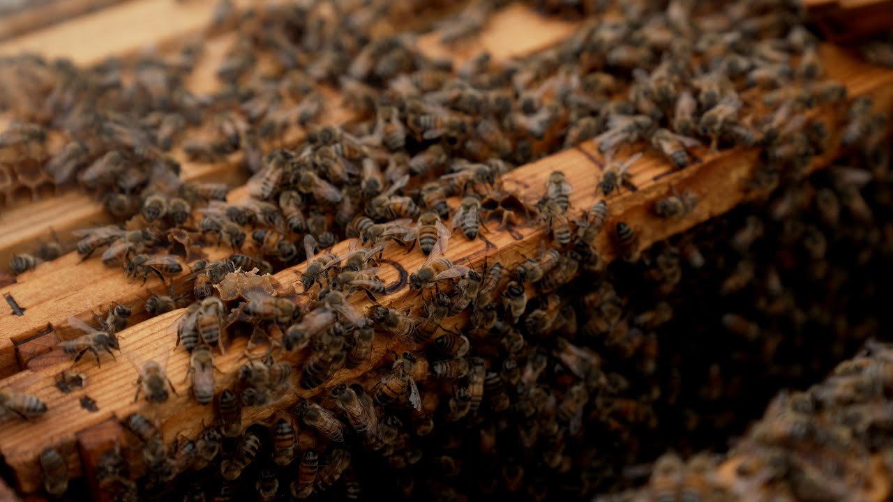 Texas Bee Farming: Apiary Inspection Service