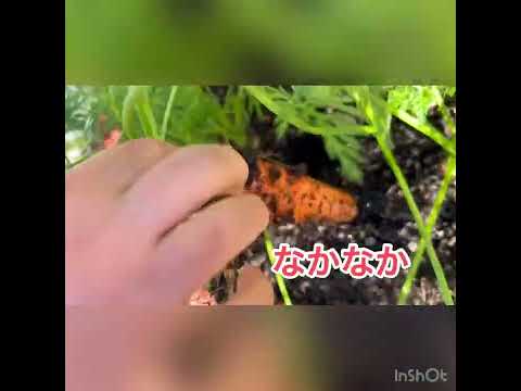 ニンジンの種まき：豊かな収穫を得るには、いつ、どのように行うべきですか？  庭園