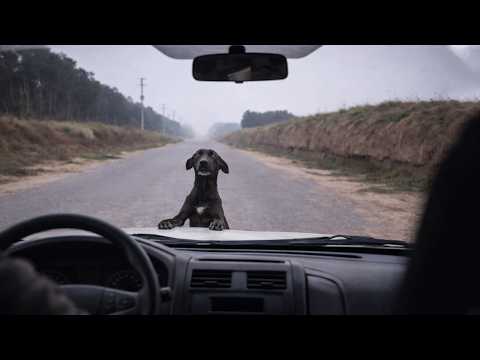A Lost Dog Gathers All Her Courage to Stop a Car… Hoping No One Will Ignore Her Again!