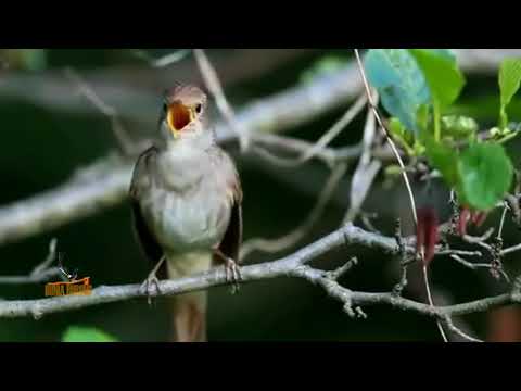 Download Lagu Kicau Burung Sikatan Londo Mp3 Gratis