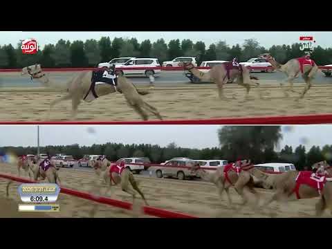 ش 4 بندقية محليات (هملول) لـ هجن الرئاسة 11:58:94 ، ختامي المرموم 2026/03/31 ثنايا