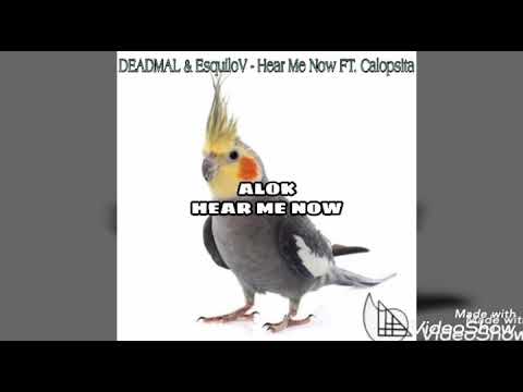 DEADMAL & EsquiloV - Hear Me Now feat. Calopsita (PARÓDIA)