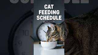 Dry cat food | cat feeding schedule tips #cats #cat #yellowmimish @cats