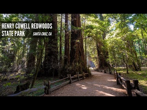 Henry Cowell Redwoods State Park Old Growth Trail