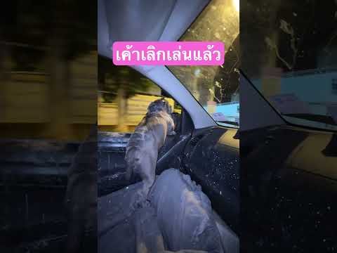 เลิกเล่นแล้ว #doggielife #หมา #pets #animals #cutepuppy #puppy #dogs #goldenretriever #doglife #pet