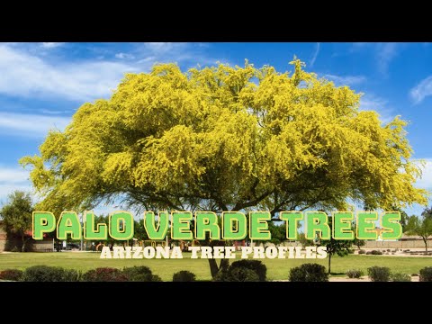 Palo Verde Trees of the Sonoran Desert - Arizona Tree Profiles