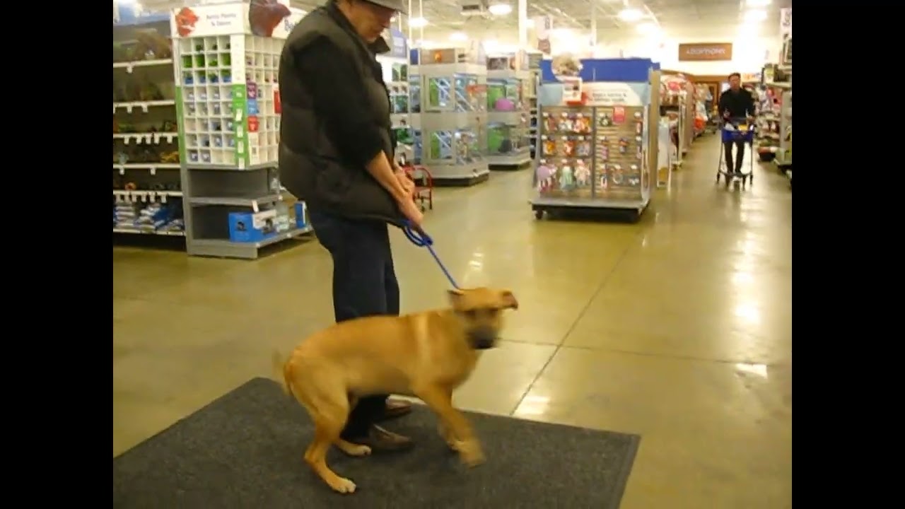 Enlarge Scout, a Adoptable mixed breed in White Plains, NY video 5/5