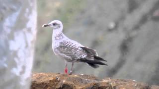 preview picture of video '13.3.13 Goéland cantabrique rouge 6F5:G (Larus michahellis 'lusitanius', Cantabrican Gull)'