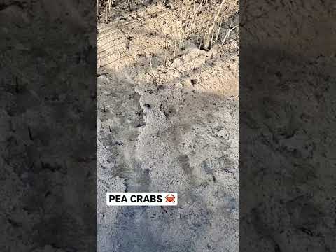 #nature #crab #peacrab #mangrove #uae #abudhabi #uaelife #mangrovepark #withher #srilankan 🇦🇪🦀❤️