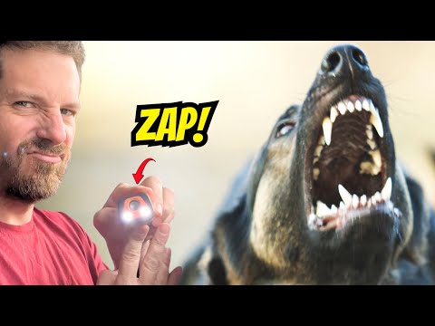 I Lived Next to a Barking Dog for 6 Months — Here's What I Learned