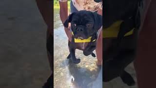 エア犬かき(short)