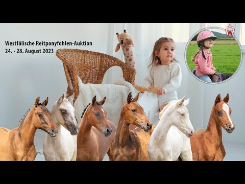 Westfälische Reitponyfohlen-Auktion 24. - 28. August 2023 / Trailer