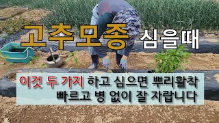 고추 모종 심을 때 이것 두 가지 하고 심으면 뿌리 활착 빠르고 병 없이 잘 자랍니다. #고추모종 심기 #고…