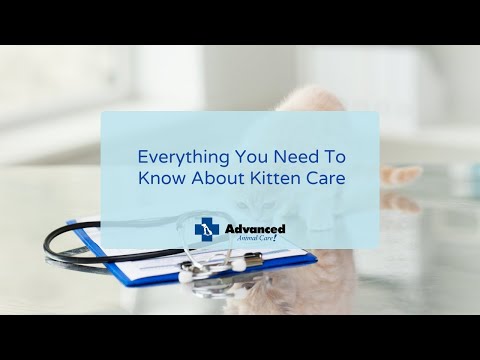 Everything You Need To Know About Kitten Care