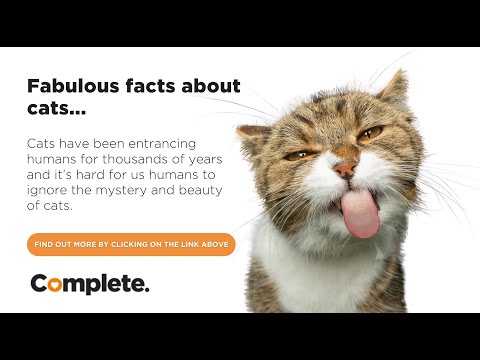 Fabulous Facts About Cats