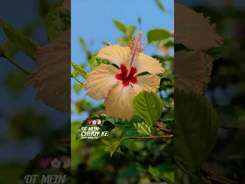 🌺🌺.... flowers..