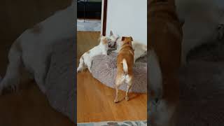 Video preview image #1 Chion Puppy For Sale in San Francisco, CA, USA