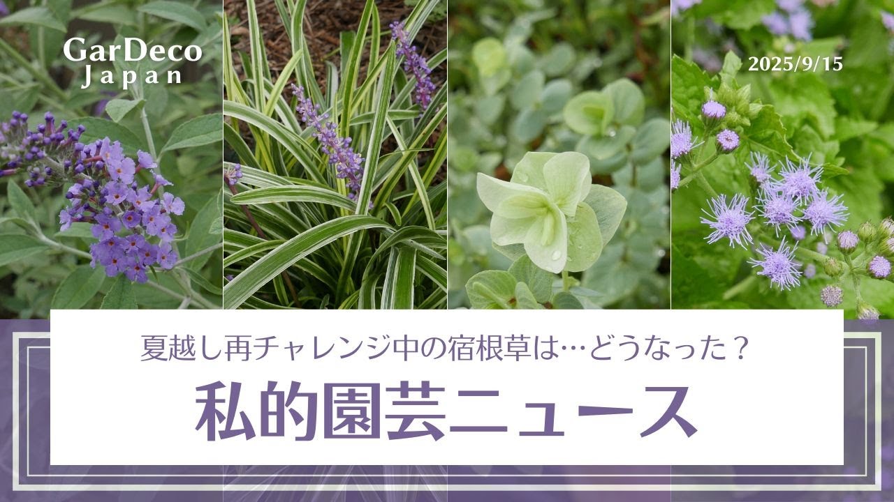 【去年夏越しに失敗…】私的園芸ニュース（2025年9月15日撮影）【再チャレンジ中】