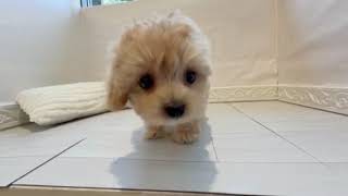 ハーフ犬の動画01