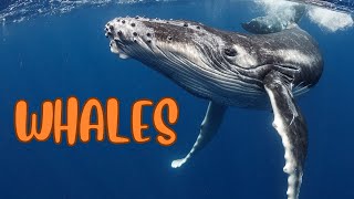 Whales Giants of the Deep