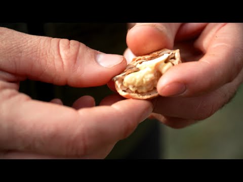 SIORA plantaža, najveća plantaža oraha u Srbiji | Priča o uspehu