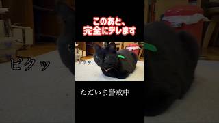 このあと完全にデレます🐈‍⬛ #猫 #黒猫 #猫動画