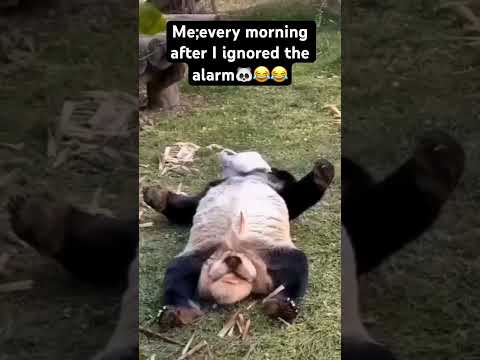 🐼😂😂 #funny #animal #panda