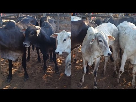 FEIRA DE GADO DE CAMPO GRANDE-AL 11/12/2025 GADO DE LUXO 
