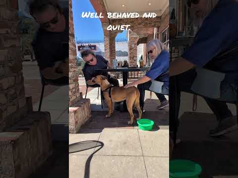 Lucky, an adoptable Boxer & Black Mouth Cur Mix in Landrum, SC_image-1