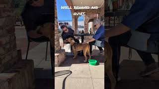 Video preview image #1 Black Mouth Cur-Boxer Mix Puppy For Sale in Greenville, SC, USA