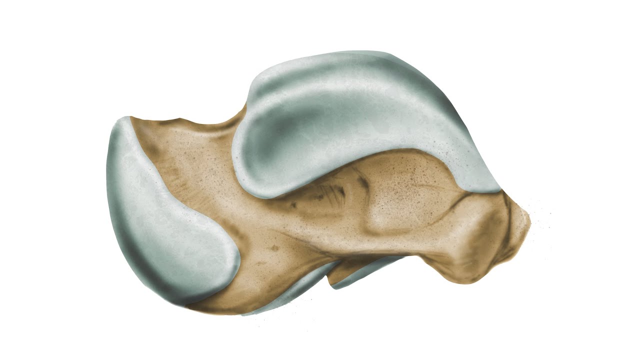 ¿Conoces a este HUESO totalmente diferente a todos los demás? CON EJERCICIOS