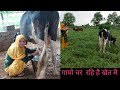 A Day In Life Of Rajasthani Girl Cow Milking